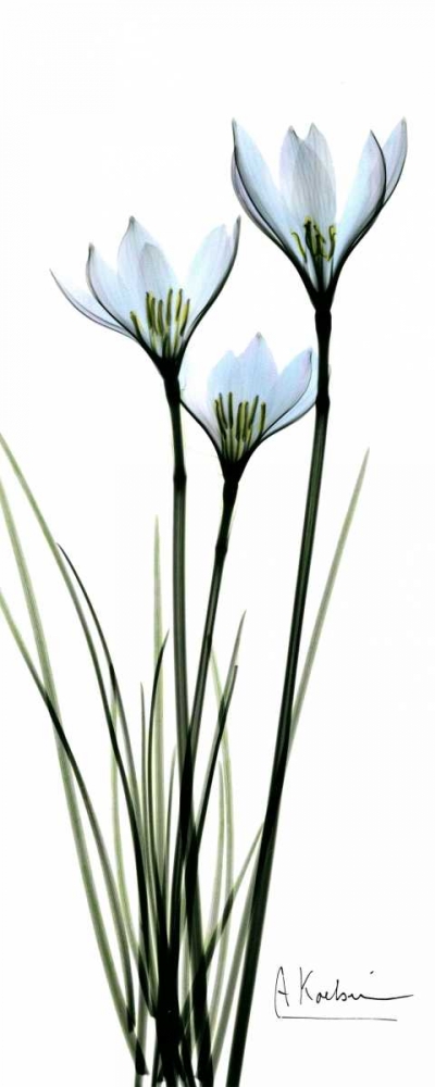 White Lilies in Blue art print by Albert Koetsier for $57.95 CAD