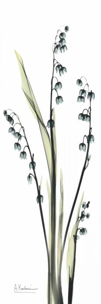 Lily of the Valley in Blue art print by Albert Koetsier for $57.95 CAD