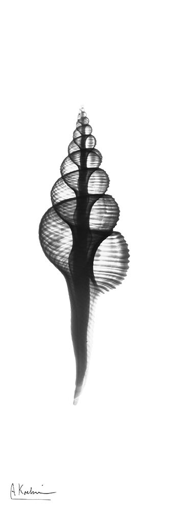 Fusinus Colus art print by Albert Koetsier for $57.95 CAD