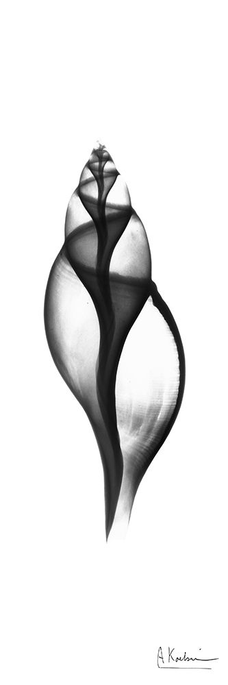 Tulip Shell art print by Albert Koetsier for $57.95 CAD