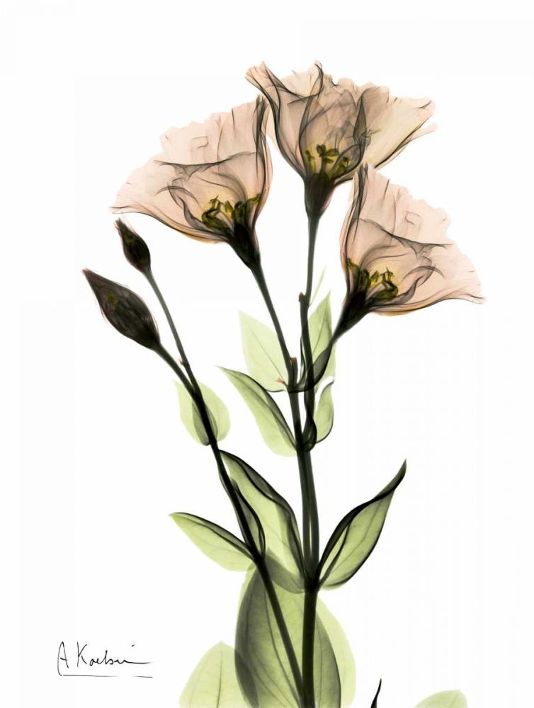 Gentian 3 art print by Albert Koetsier for $57.95 CAD