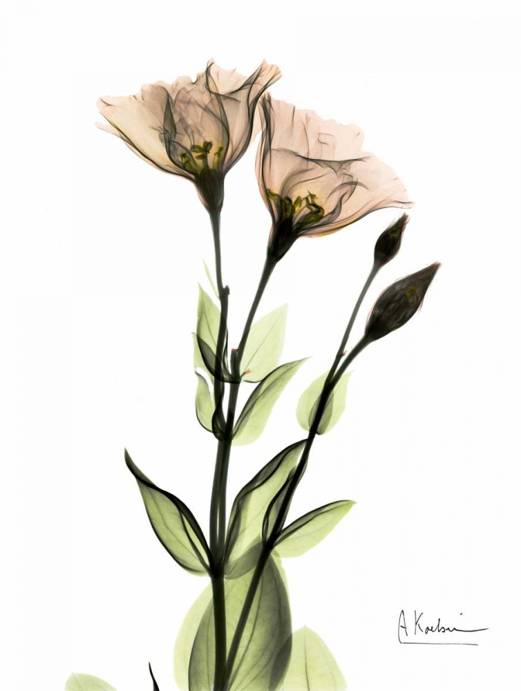 Gentian 2 art print by Albert Koetsier for $57.95 CAD