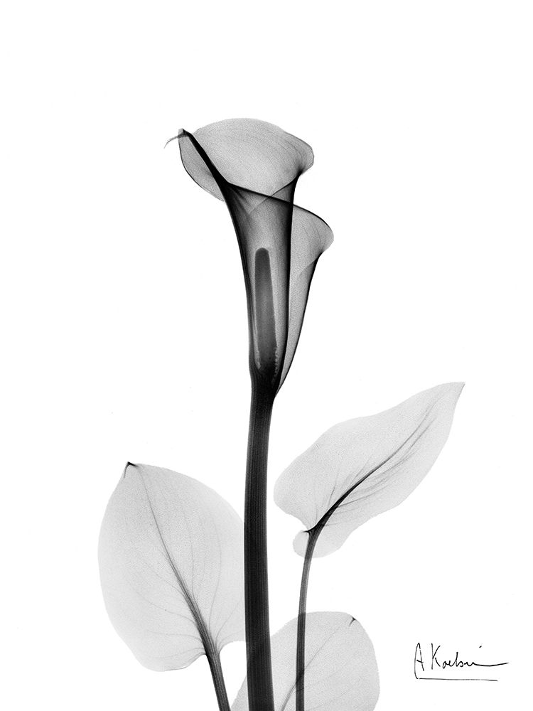 Calla Lily art print by Albert Koetsier for $57.95 CAD