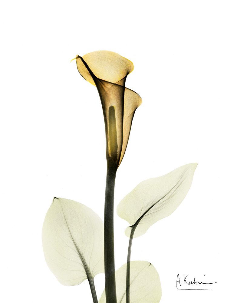 Calla Lily art print by Albert Koetsier for $57.95 CAD