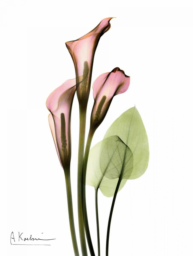 Calla Lily Bouquet in Pink art print by Albert Koetsier for $57.95 CAD