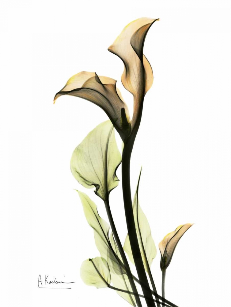 Calla Lily Duo art print by Albert Koetsier for $57.95 CAD