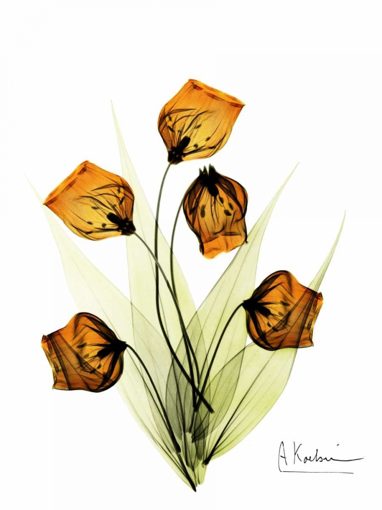 Sandersonia in Gold art print by Albert Koetsier for $57.95 CAD