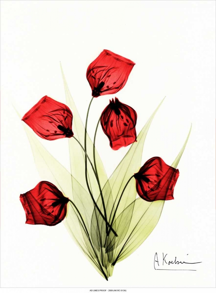 Sandersonia in Red 2 art print by Albert Koetsier for $57.95 CAD