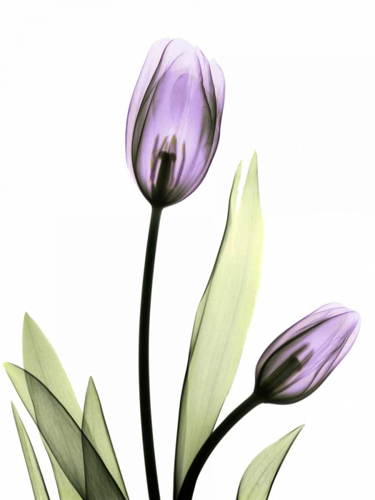 Purple Tulips art print by Albert Koetsier for $57.95 CAD