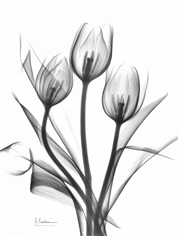Tulips Bunch in BandW art print by Albert Koetsier for $57.95 CAD