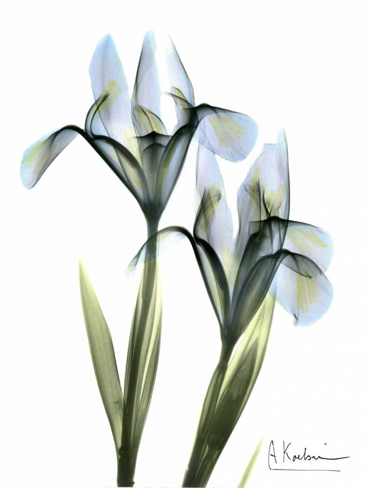 Blue Iris Pair art print by Albert Koetsier for $57.95 CAD
