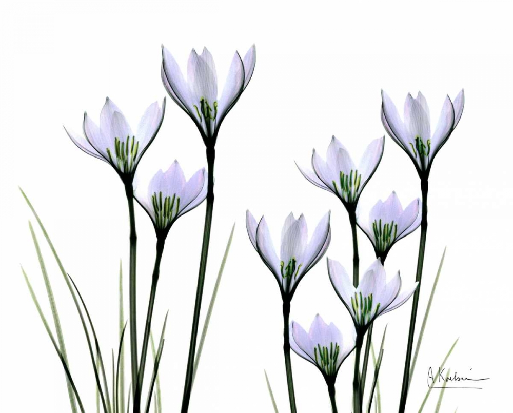 White Rain Lily in Bloom art print by Albert Koetsier for $57.95 CAD