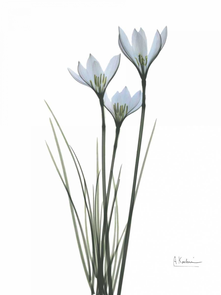 White Rain Lily art print by Albert Koetsier for $57.95 CAD