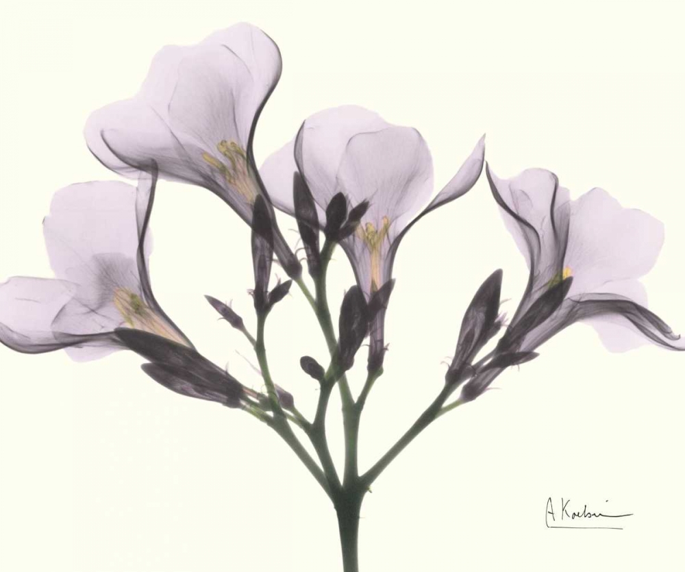 Oleander in Purple art print by Albert Koetsier for $57.95 CAD