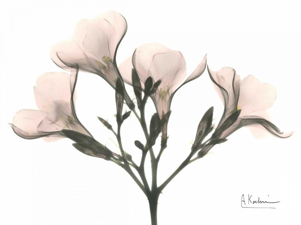 Oleander in Pink art print by Albert Koetsier for $57.95 CAD