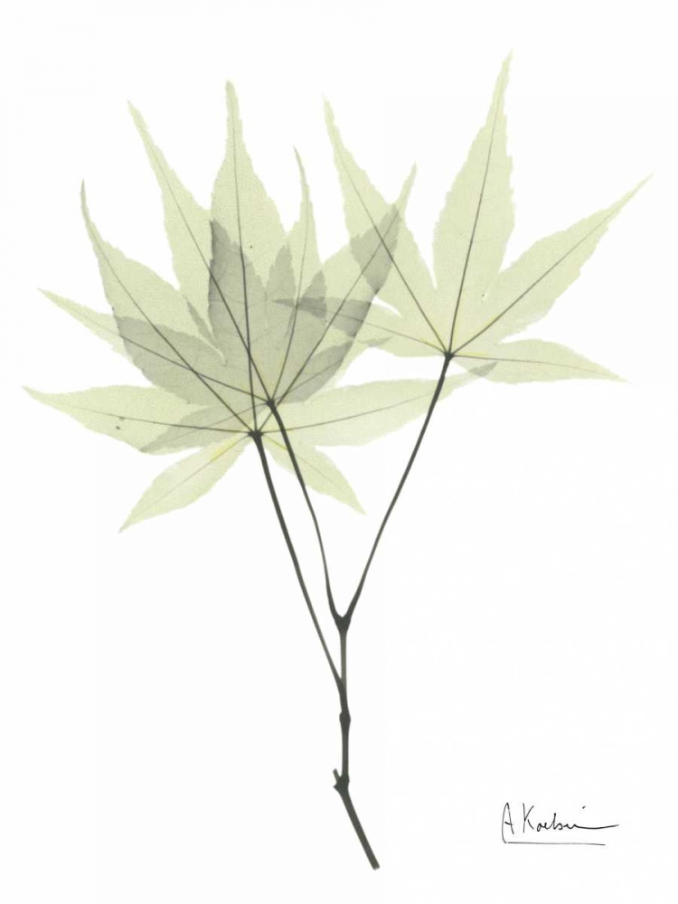 Japanese Maple in Pale Green art print by Albert Koetsier for $57.95 CAD