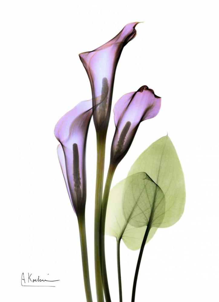 Calla Lily in Full Bloom art print by Albert Koetsier for $57.95 CAD