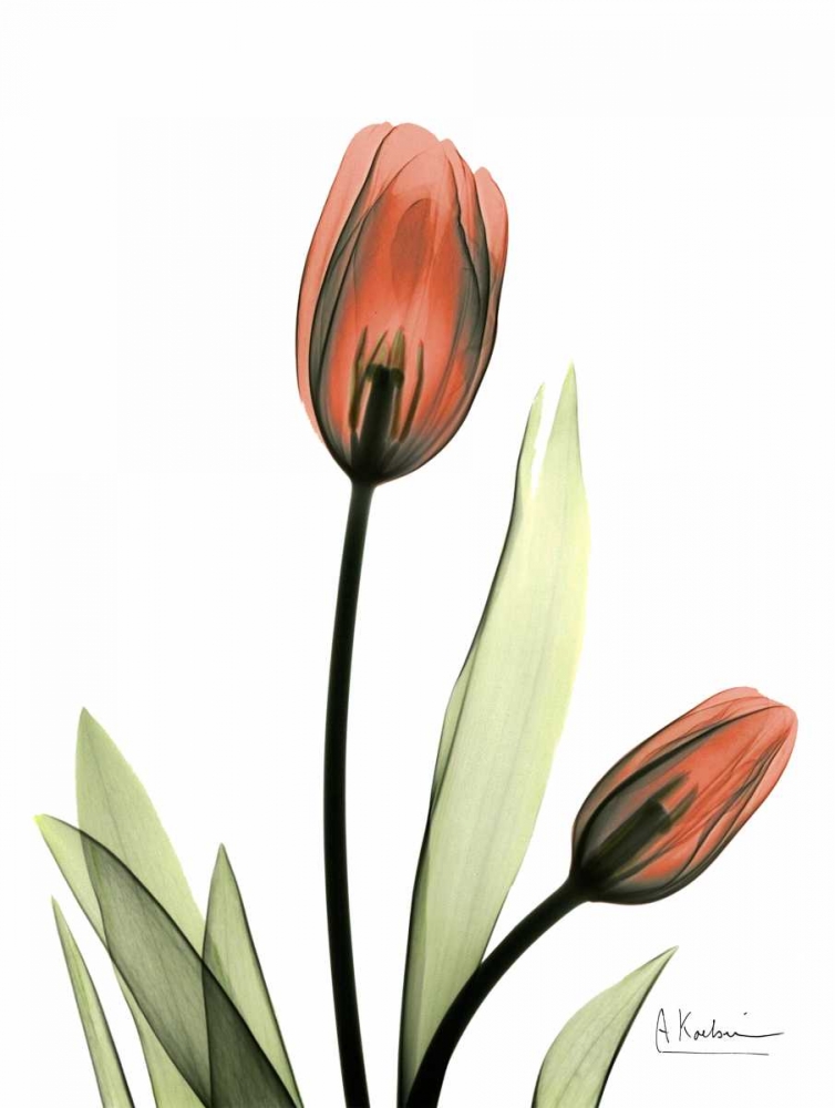 Red Tulips art print by Albert Koetsier for $57.95 CAD
