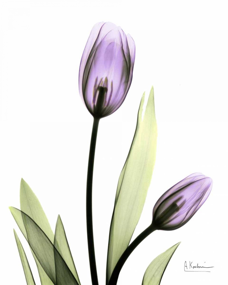 Tulip in Full Bloom art print by Albert Koetsier for $57.95 CAD