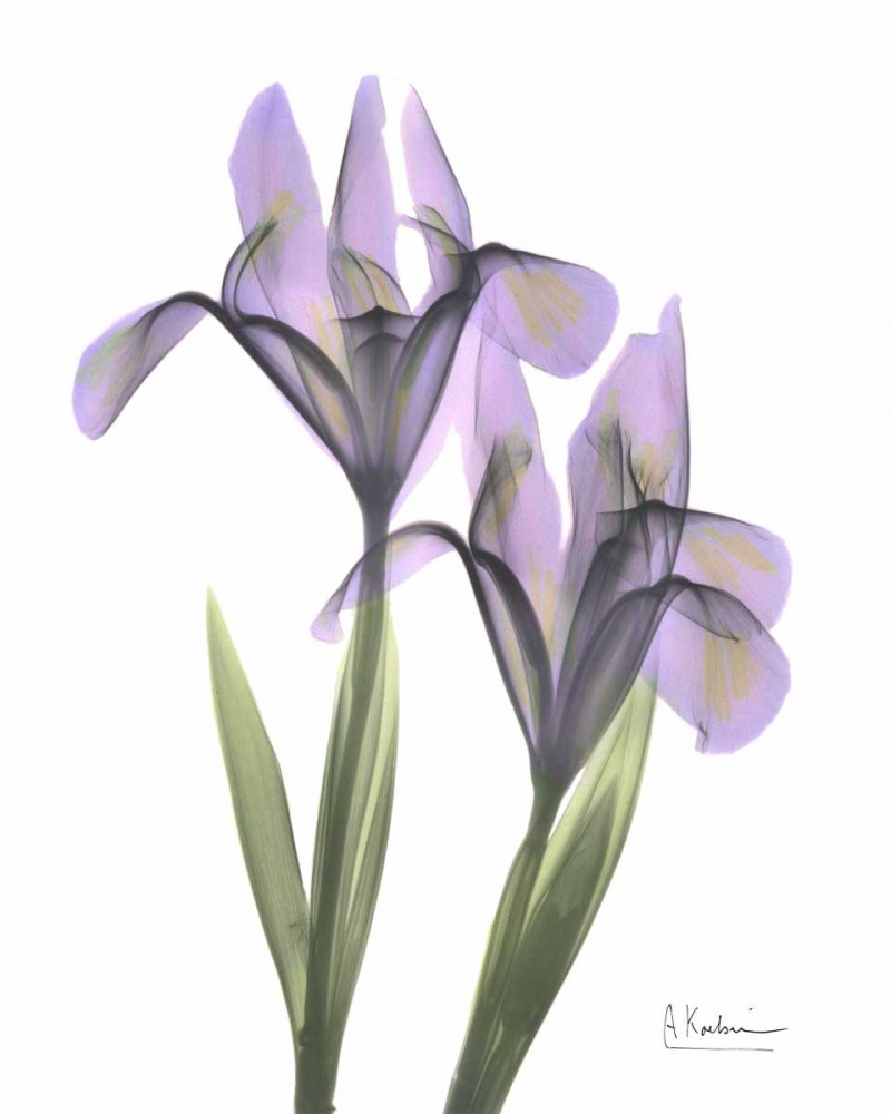 Purple Iris art print by Albert Koetsier for $57.95 CAD