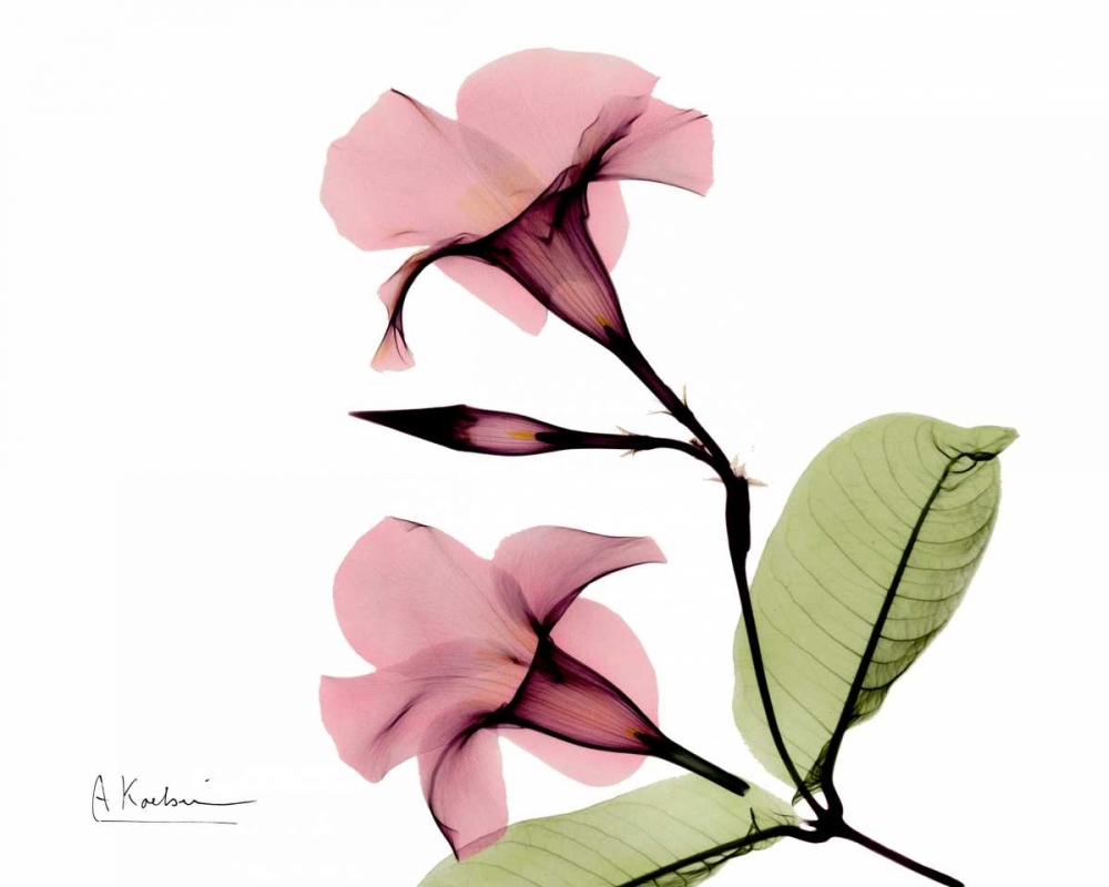 Pink Mandelila Bunch art print by Albert Koetsier for $57.95 CAD