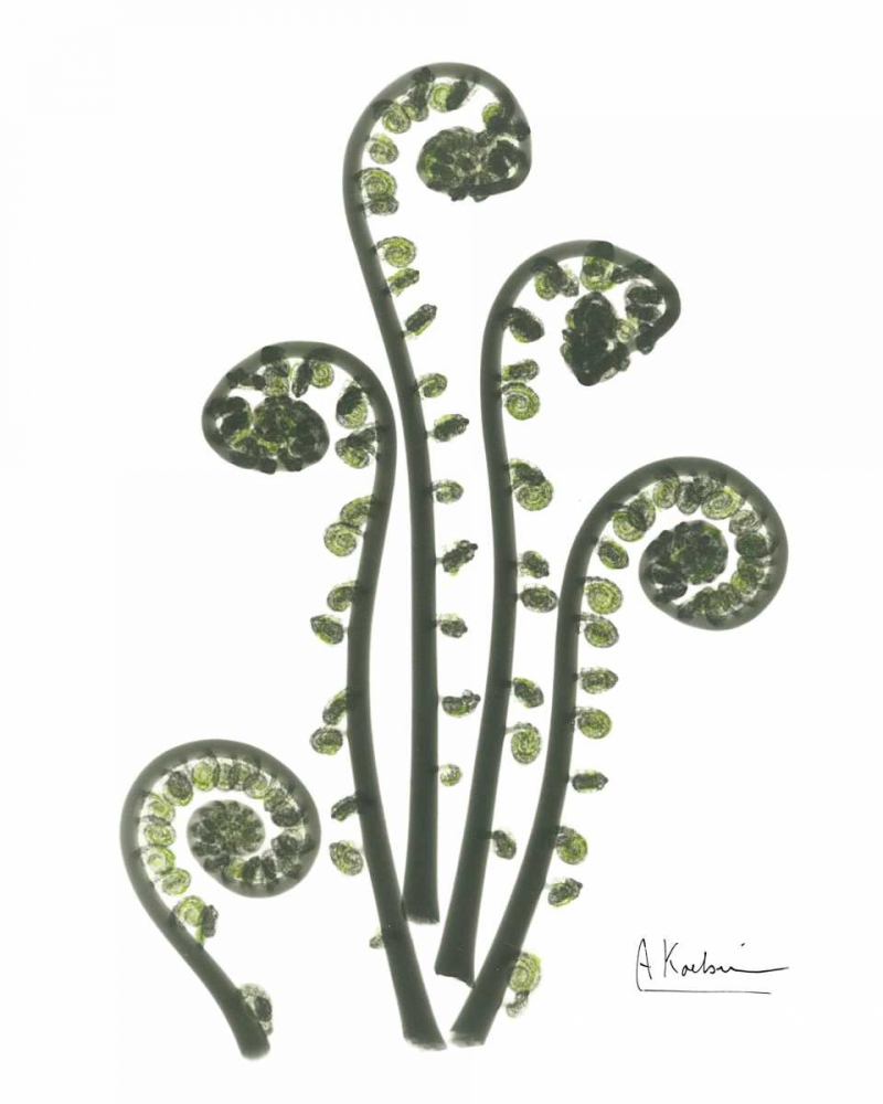 Fiddle Fern in Green art print by Albert Koetsier for $57.95 CAD