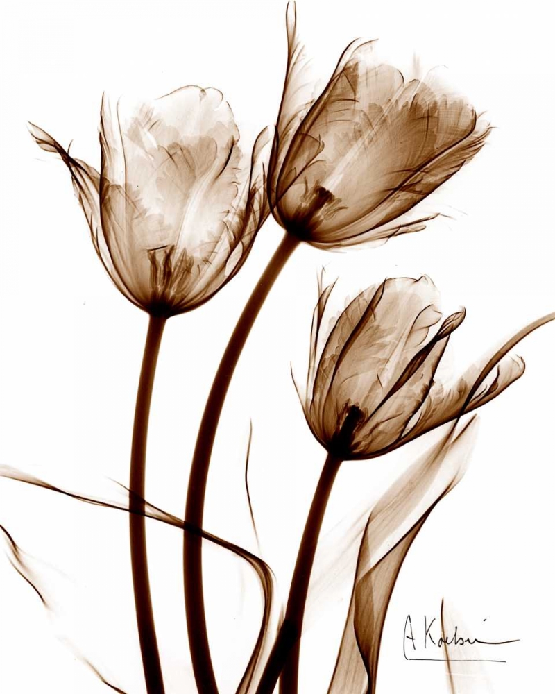 Tulip Arrangement in Brown art print by Albert Koetsier for $57.95 CAD