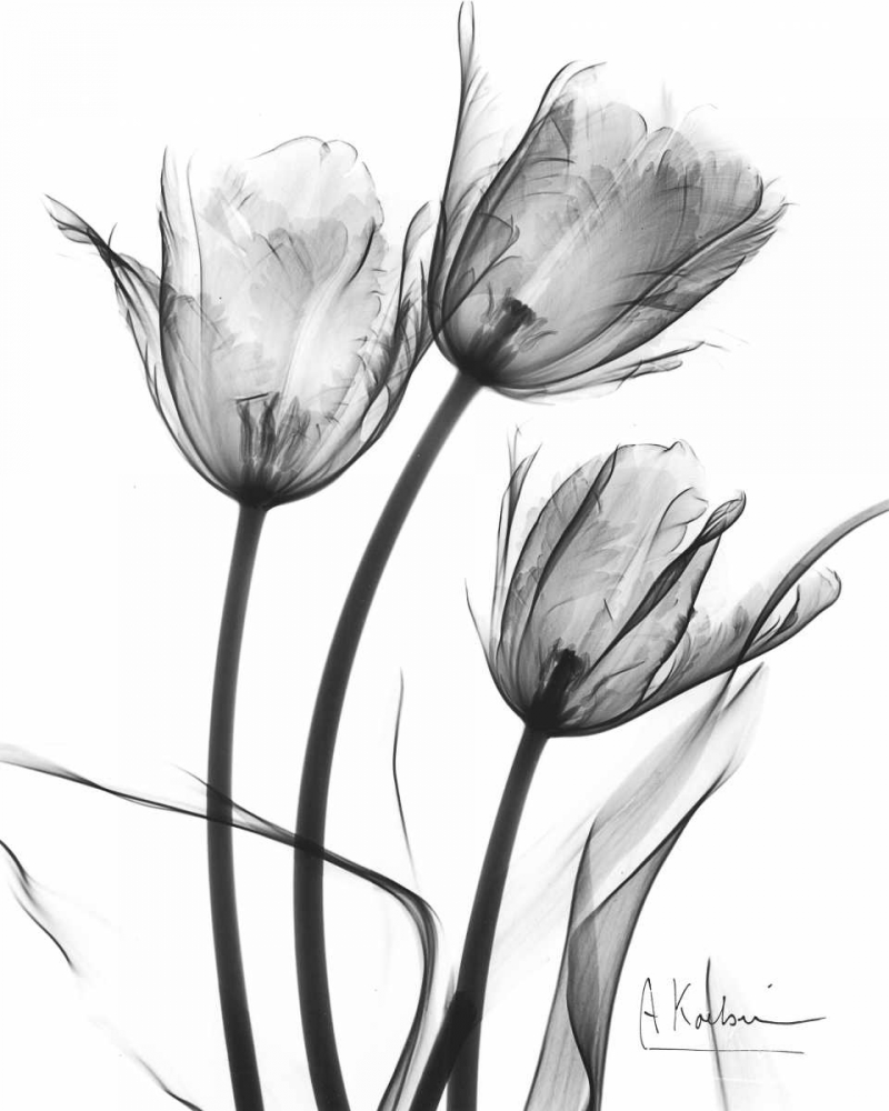 Tulip Arrangement in BandW art print by Albert Koetsier for $57.95 CAD