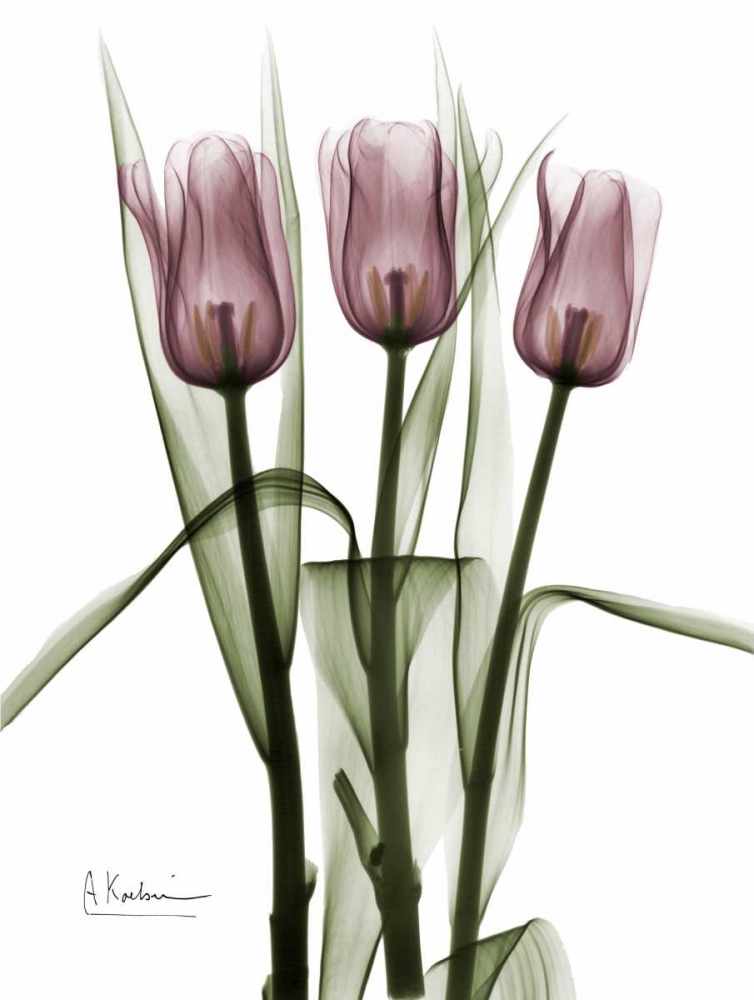Triplet Tulips in Color art print by Albert Koetsier for $57.95 CAD