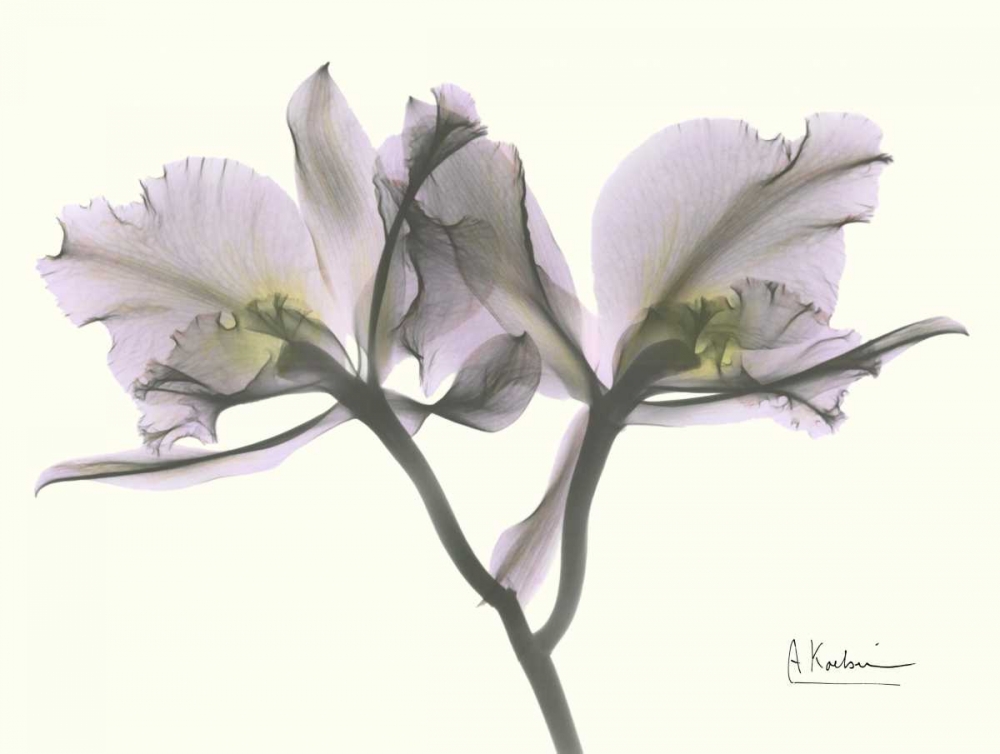 Beautiful Orchid in Purple art print by Albert Koetsier for $57.95 CAD