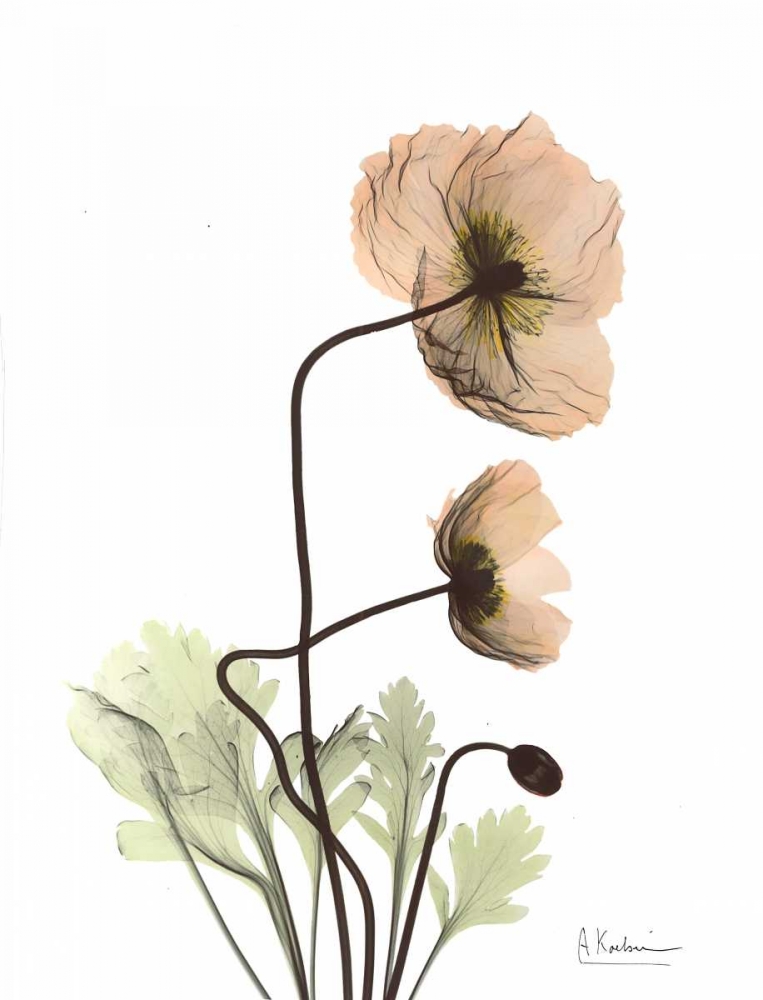 Iceland Poppy in Color art print by Albert Koetsier for $57.95 CAD