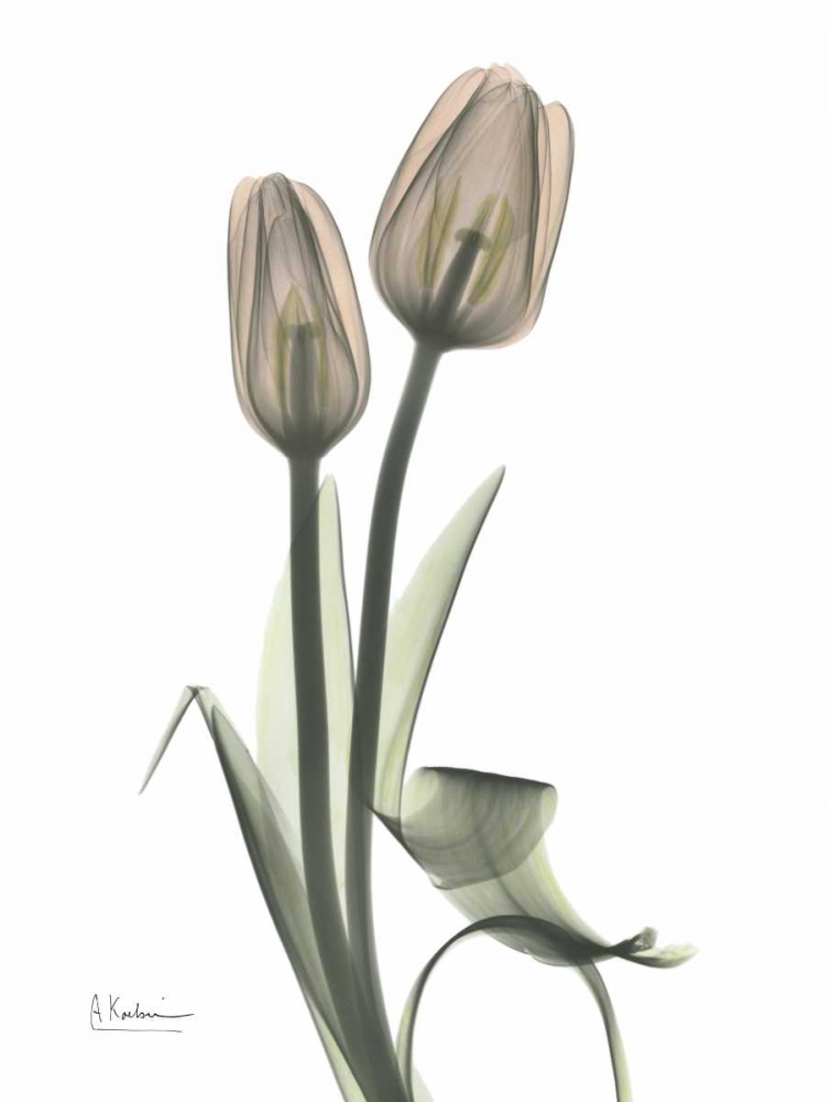 Tulip - Marjorie art print by Albert Koetsier for $57.95 CAD