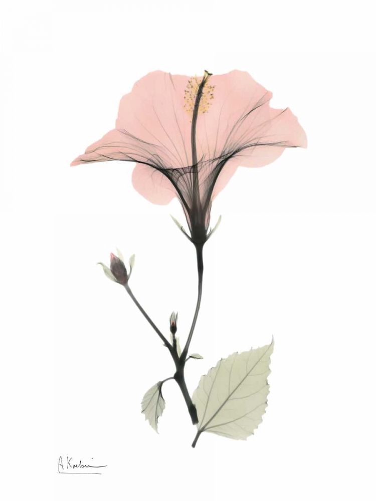 Pink Hibiscus art print by Albert Koetsier for $57.95 CAD