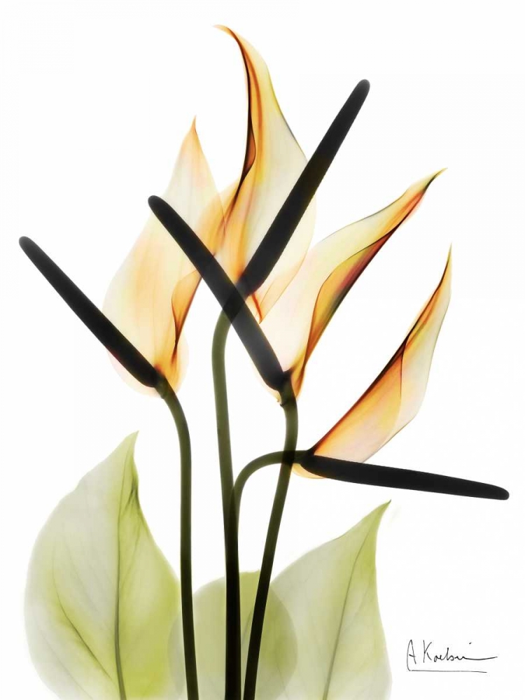 Anthurium art print by Albert Koetsier for $57.95 CAD