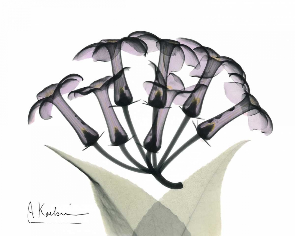 Stephanotis Bunch in Color art print by Albert Koetsier for $57.95 CAD
