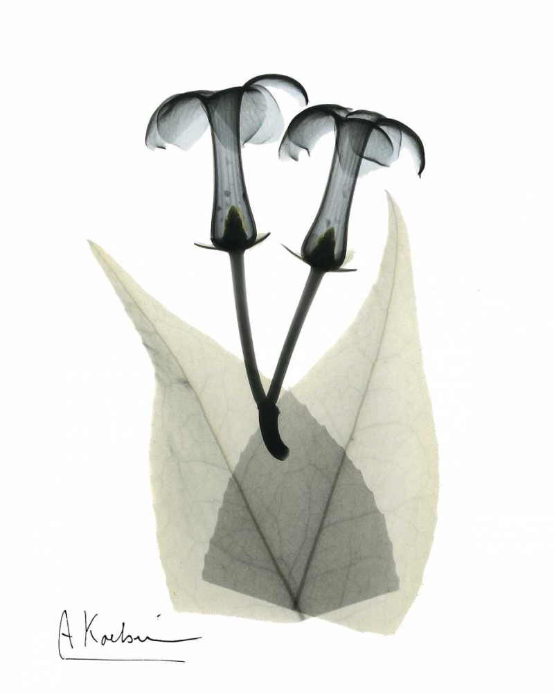 Stephanotis Pair  in Color art print by Albert Koetsier for $57.95 CAD