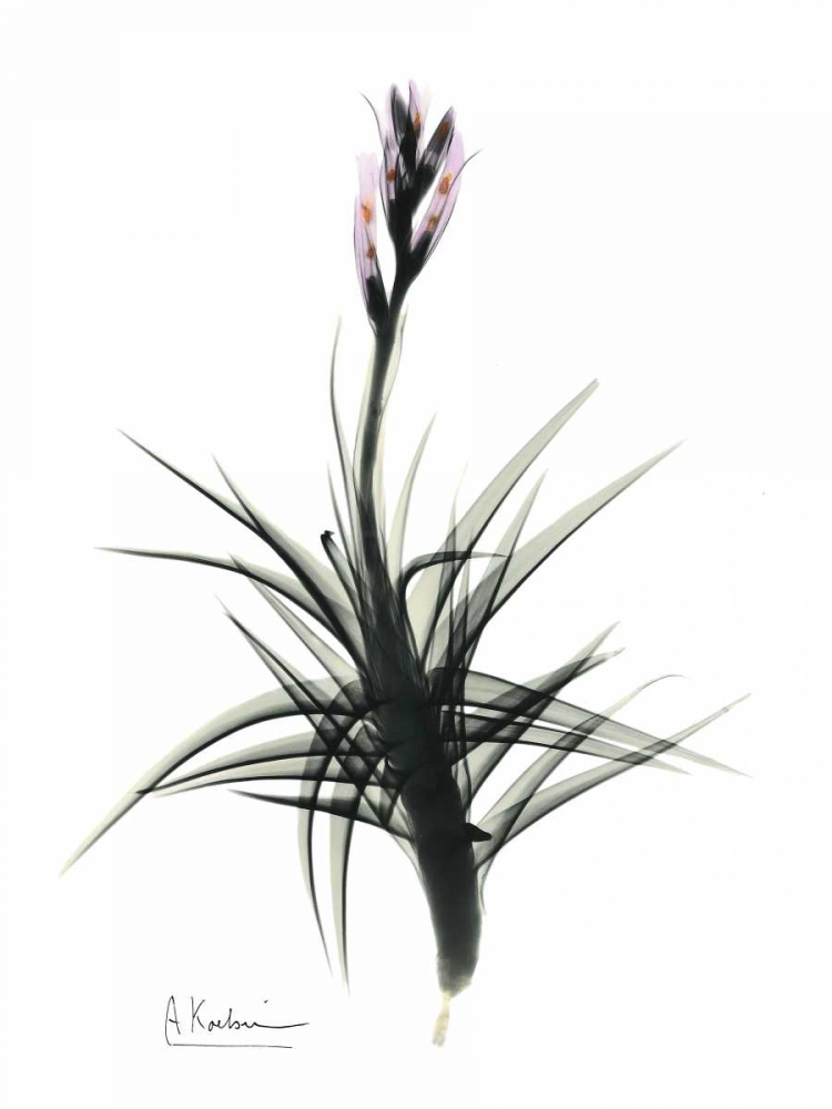 Tillandsia in Bloom art print by Albert Koetsier for $57.95 CAD