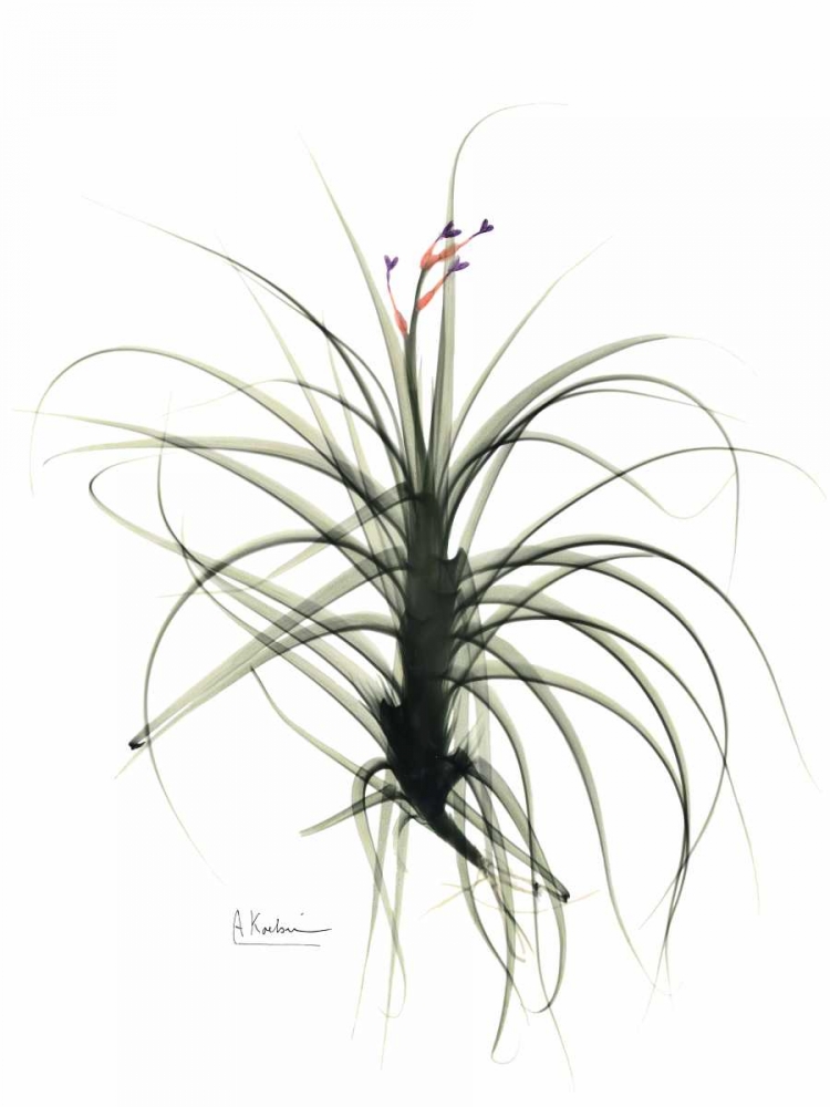 Tillandsia Top art print by Albert Koetsier for $57.95 CAD