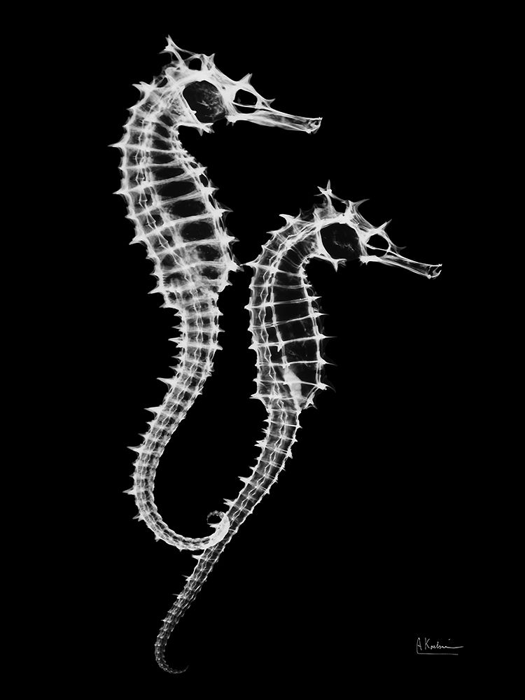 Seahorse Twins on Black art print by Albert Koetsier for $57.95 CAD