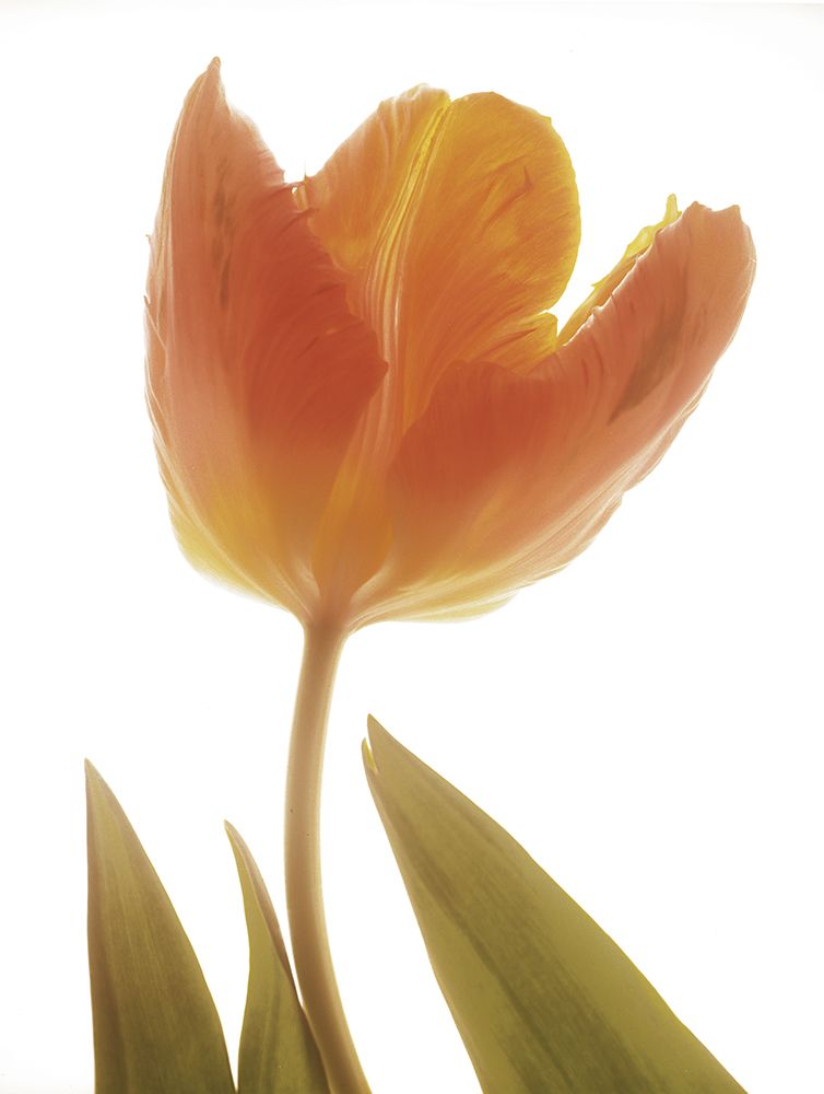 Solo Tulip art print by Albert Koetsier for $57.95 CAD