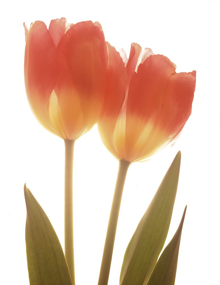 Orange Tulips art print by Albert Koetsier for $57.95 CAD