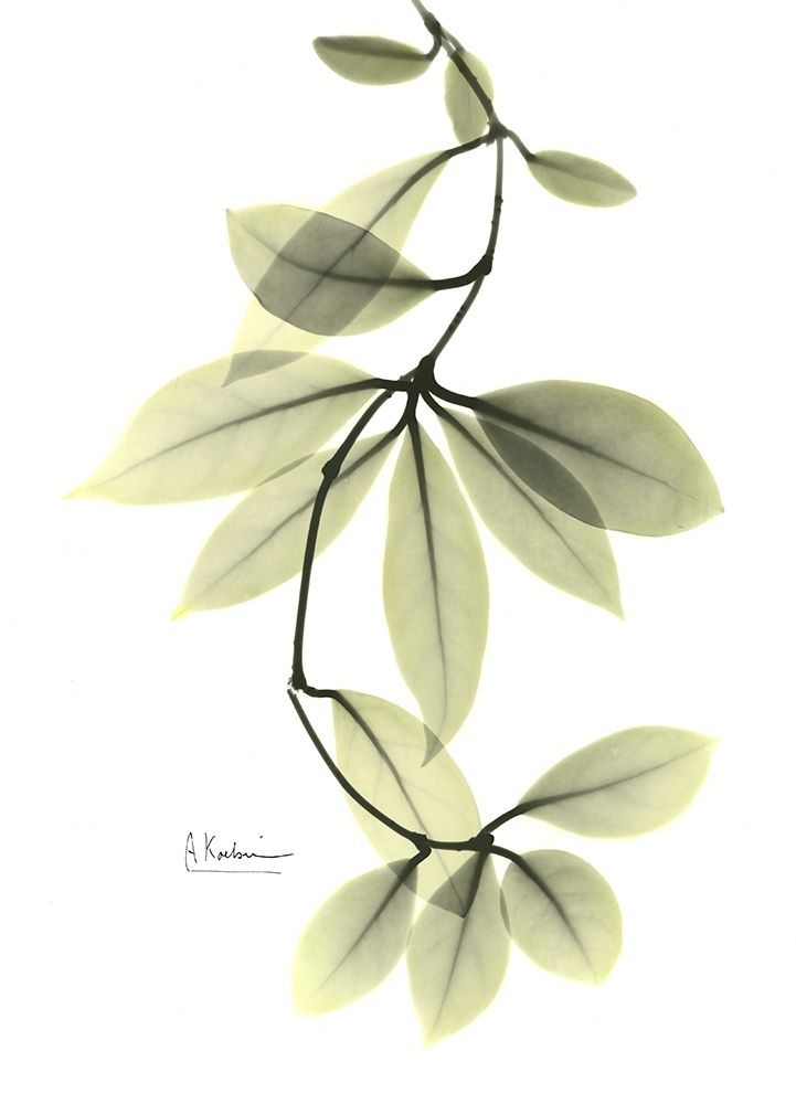 Hoya Carnosa art print by Albert Koetsier for $57.95 CAD