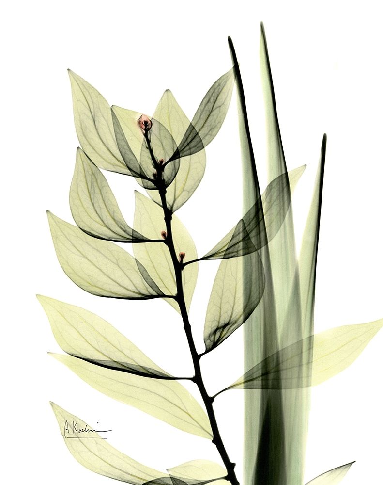 Leaf Composition art print by Albert Koetsier for $57.95 CAD