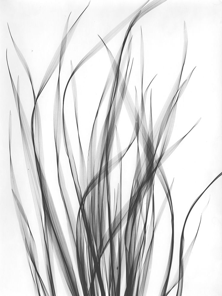 Grass 2 art print by Albert Koetsier for $57.95 CAD