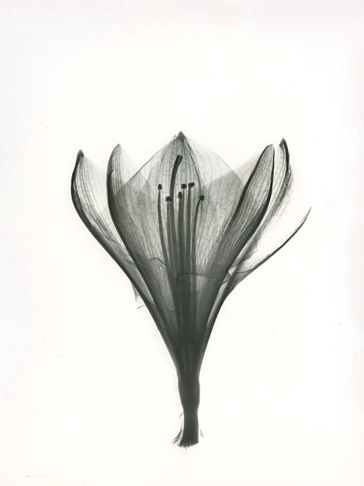 Tulip art print by Albert Koetsier for $57.95 CAD