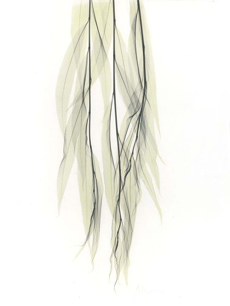 Weeping Willow art print by Albert Koetsier for $57.95 CAD