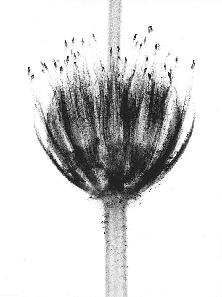 Botanical Crown art print by Albert Koetsier for $57.95 CAD