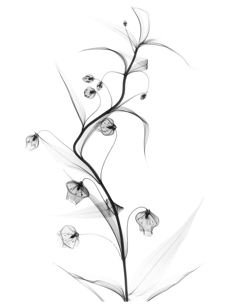 White Globe Lily art print by Albert Koetsier for $57.95 CAD