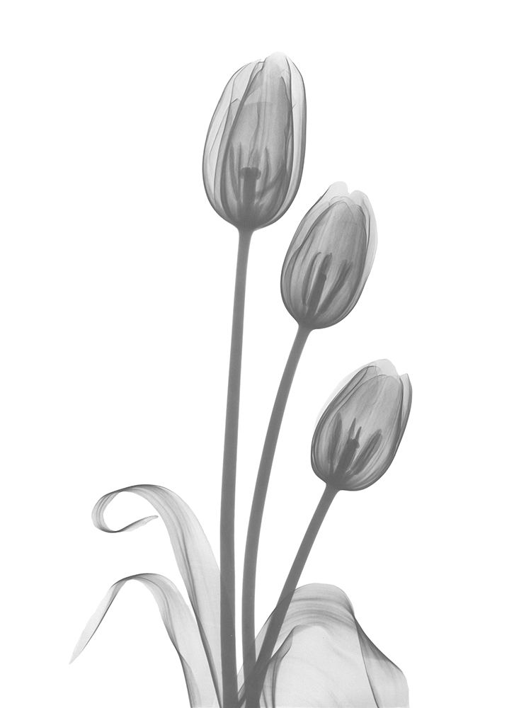 Tulip art print by Albert Koetsier for $57.95 CAD