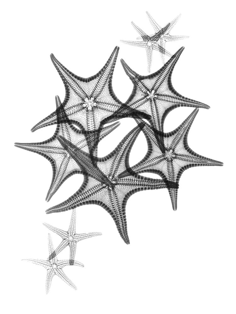 Starfish art print by Albert Koetsier for $57.95 CAD